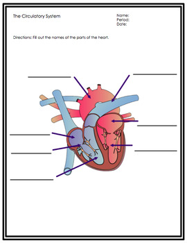 The Circulatory System by Science Lessons That Rock | TpT