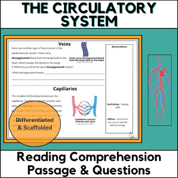 Preview of Circulatory System - Differentiated Reading Comprehension Passages and Questions