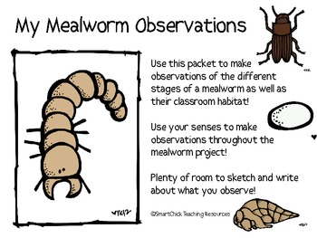 Box of 10 American Educational Microslide Meal Worm Lesson Plan Set
