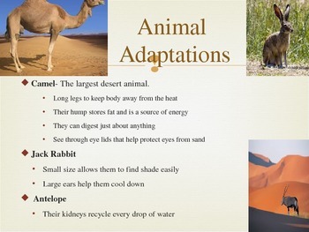 desert biome animals adaptations