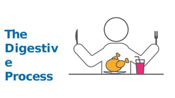 Preview of The Digestive Process :editable PPT lesson