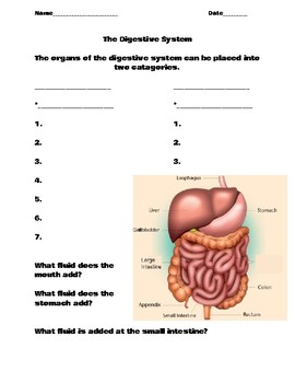 Preview of The Digestive System