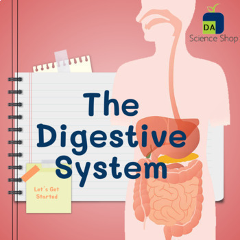 Preview of The Digestive System