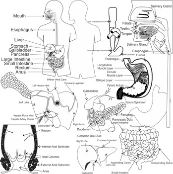 The Digestive System Clip Art by Studio Devanna | TpT