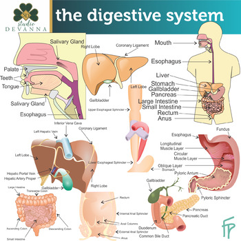 digestive system diagram for kids clipart