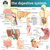 The Digestive System Clip Art