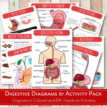 Preview of The Digestive System Diagrams and Activity Pack