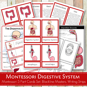 Preview of The Digestive System Montessori Cards
