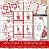 The Digestive System Montessori Cards