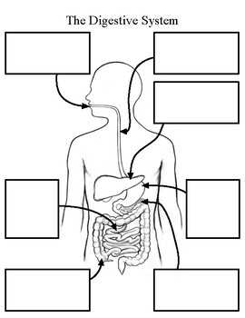 The Digestive System Graphic Organizer by key science | TPT