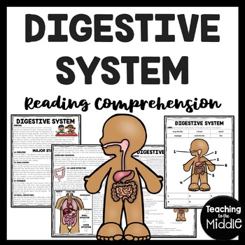 Preview of The Digestive System Overview Reading Comprehension and Diagram Worksheet