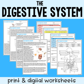 Preview of The Digestive System - Reading Comprehension Worksheets