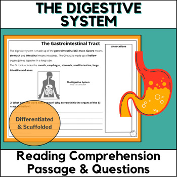 Preview of The Digestive System - Differentiated Reading Comprehension -Scaffolded for ELLs