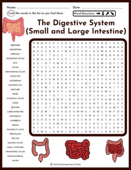 The Digestive System Small and Large Intestine Word Search Puzzle