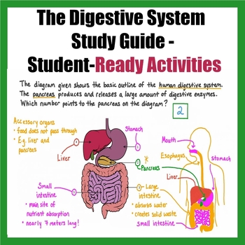 Preview of The Digestive System  Study Guide - Student-Ready Activities