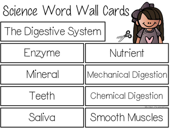 Preview of The Digestive System {WORD WALL}