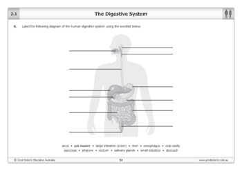 The Digestive System [Worksheet] by Good Science Worksheets | TPT