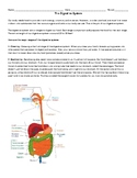 The Digestive System and Quiz Packet