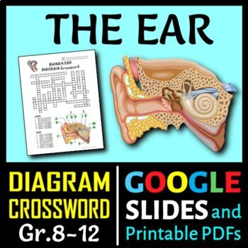 Preview of Ear Crossword with Diagram | Editable, Printable & Distance Learning Options