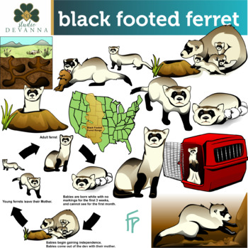 Preview of The Endangered Black Footed Ferret AKA American Polecat