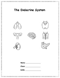 The Endocrine System - A research Project