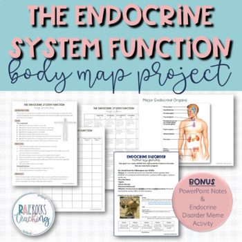 Preview of The Endocrine System Function