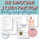 The Endocrine System Function