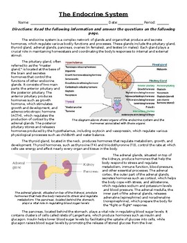 Preview of The Endocrine System: Informational Text, Images, and Assessment