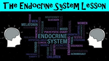 Preview of The Endocrine System No Prep Lesson with Power Point, Worksheet, and Activity