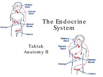 Preview of The Endocrine System Ppt