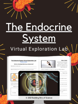 Preview of The Endocrine System Virtual Exploration Lab