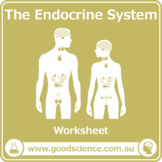 The Endocrine System [Worksheet]