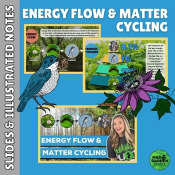 Preview of The Energy Flow & Matter Cycling Slides & Illustrated Notes | Color & Digital