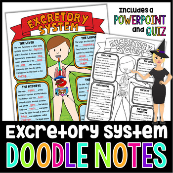 Preview of The Excretory System Doodle Notes | Science Doodle Notes