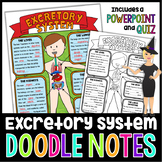The Excretory System Doodle Notes | Science Doodle Notes
