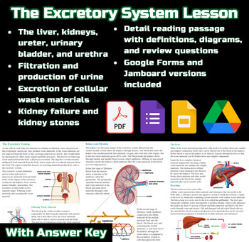 excretory system for middle school