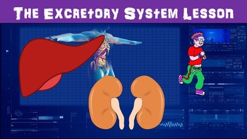 Preview of The Excretory System No Prep Lesson with Power Point, Worksheet, and Activity