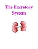The Excretory System: Notes and Test