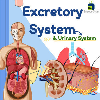 Preview of The Excretory System (The Kidneys, Lungs & Skin)