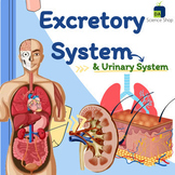 The Excretory System (The Kidneys, Lungs & Skin)