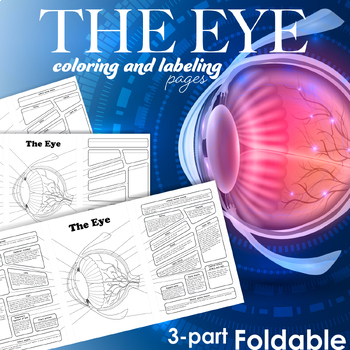 Preview of The Eye Anatomy Structure Foldable for Coloring and Labeling, with answer key
