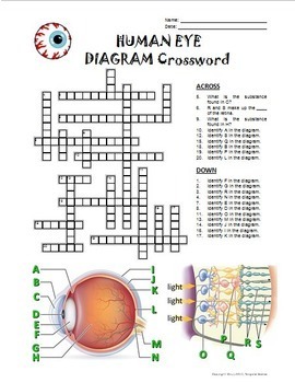 Eye Crossword with Diagram {Editable} by Tangstar Science TpT