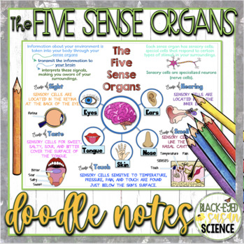 Preview of The Five Sense Organs (Senses) Doodle Notes & Quiz