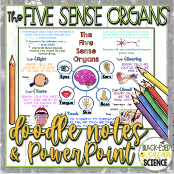 Preview of The Five Sense Organs (Senses) Doodle & Quiz + PowerPoint