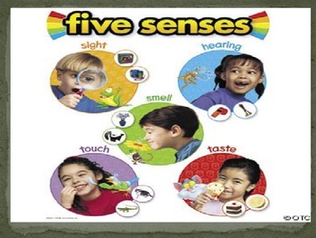 Preview of The Five Senses