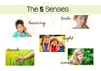 Preview of The Five Senses Poster - Emilia Reggio and Montessori Approach