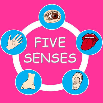Preview of The Five Senses - PowerPoint Presentation