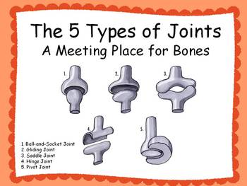Preview of The Five Types of Joints PowerPoint and Additional Resources