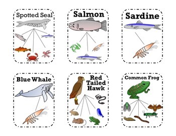 Teacher Made Science Center Learning Resource Game Food Chains Vocabulary Match 
