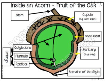 The Forest Inside One Little Acorn ~ Life Cycle of an Oak Tree